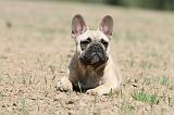 BOULEDOGUE FRANCAIS 353